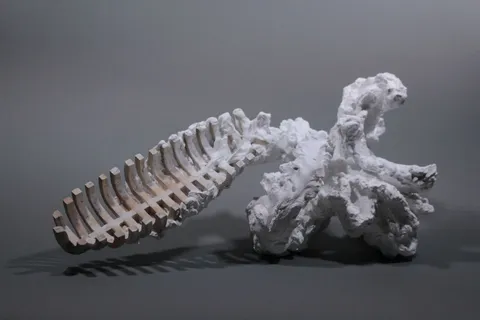 barnacles, Kazuki Nishinaga